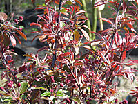 Malus%20Rudolph%2006%20Austrieb%20und%20knospige%20Bluete.JPG
