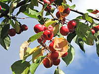 Malus%20Rudolph%2007%20AEpfel%20nah.JPG