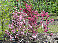 Malus%20Rudolph%20rechts%20und%20links%20ist%20Neville%20Copeman.JPG