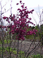 Malus%20rot%20in%20Bluete,%20Baum1.jpg
