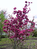 Malus%20rot%20in%20Bluete,%20Baum2.jpg