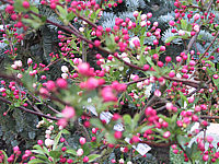 Malus%20sargentii%20Tina%2002.JPG