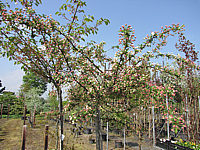 Malus%20sargentii%20Tina%2003.JPG