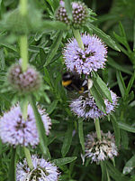 Mentha%20cervina%20Bluetenmacro.jpg