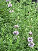 Mentha%20cervinia%20---(Preslia).jpg