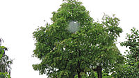 Metasequoia%20glyptostroboides%20Matthei%201.JPG