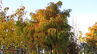 Metasequoia%20glyptostroboides%20Matthei%20Herbstfaerbung.JPG