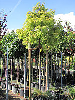 Metasequoia%20glyptostroboides%20Matthey.JPG