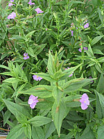 Mimulus%20ringens,%20bluehend.jpg