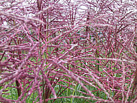 Miscanthus%20Blueten%20jung%20-1.JPG