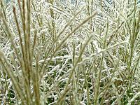 Miscanthus%20Blueten-1.JPG