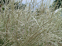 Miscanthus%20Blueten-3.JPG
