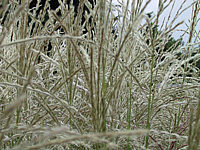 Miscanthus%20Blueten-4.JPG
