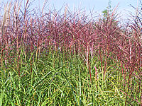 Miscanthus%20bluehend%20rot.JPG