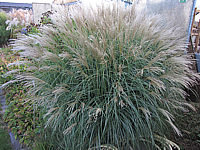 Miscanthus%20sinensis%20Adagio%2001.JPG