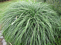 Miscanthus%20sinensis%20Adagio%2002.JPG