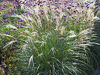 Miscanthus%20sinensis%20Adagio%2003.JPG