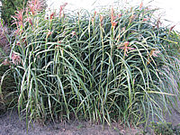 Miscanthus%20sinensis%20Condensatus%2001.JPG