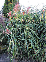 Miscanthus%20sinensis%20Condensatus%2002.JPG