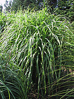 Miscanthus%20sinensis%20Condensatus%2003.jpg