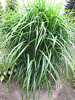 Miscanthus%20sinensis%20Condensatus%2005.JPG