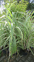 Miscanthus%20sinensis%20Cosmopolitan%20002.JPG