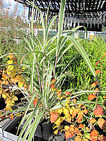 Miscanthus%20sinensis%20Cosmopolitan.JPG