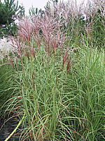 Miscanthus%20sinensis%20Ferner%20Osten%2001%20Co%205L.jpeg