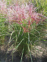 Miscanthus%20sinensis%20Ferner%20Osten%2002%20knospig.jpeg
