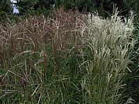 Miscanthus%20sinensis%20FernerOsten+Kleine%20Fontaene%201.jpeg