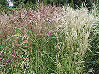 Miscanthus%20sinensis%20FernerOsten+Kleine%20Fontaene%202.jpeg