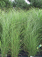 Miscanthus%20sinensis%20Gracillimus%2001%20Co%205L.JPG