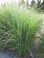 Miscanthus%20sinensis%20Gracillimus%2002%20Sol%2020L.JPG