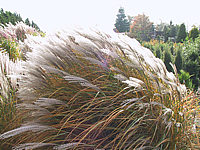 Miscanthus%20sinensis%20Graziella%20Herbst2.JPG