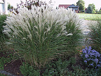 Miscanthus%20sinensis%20Kleine%20Fontaene%2001.jpg