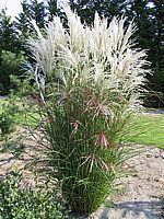 Miscanthus%20sinensis%20Kleine%20Fontaene%2002.jpg
