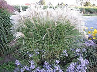 Miscanthus%20sinensis%20Kleine%20Fontaene%2003.JPG