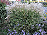 Miscanthus%20sinensis%20Kleine%20Fontaene%2004.JPG