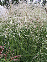 Miscanthus%20sinensis%20Kleine%20Fontaene%2005.JPG