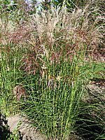 Miscanthus%20sinensis%20Kleine%20Fontaene%2006.jpg