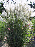 Miscanthus%20sinensis%20Kleine%20Fontaene%2007.jpg