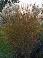 Miscanthus%20sinensis%20Kleine%20Fontaene%20Herbst2.JPG