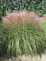 Miscanthus%20sinensis%20Kleine%20Silberspinne%2001.jpg