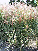 Miscanthus%20sinensis%20Kleine%20Silberspinne%2002.jpg