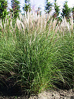 Miscanthus%20sinensis%20Kleine%20Silberspinne%2002b.jpg