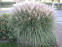 Miscanthus%20sinensis%20Kleine%20Silberspinne%2003.JPG