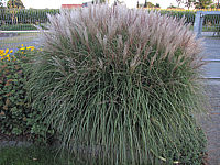 Miscanthus%20sinensis%20Kleine%20Silberspinne%2004.JPG
