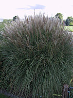 Miscanthus%20sinensis%20Kleine%20Silberspinne%2005.jpg