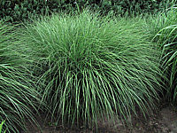 Miscanthus%20sinensis%20Kleine%20Silberspinne%2006.jpg