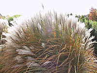 Miscanthus%20sinensis%20Kleine%20Silberspinne%20Herbst1.JPG